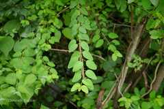 Leptopus cordifolius